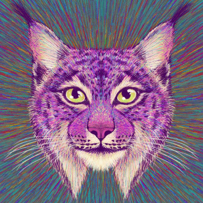 Animal Face   Lynx