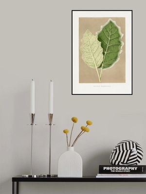 Green Solanum Marginatum Leaf Illustration