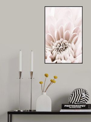 Chrysanthemum No 06