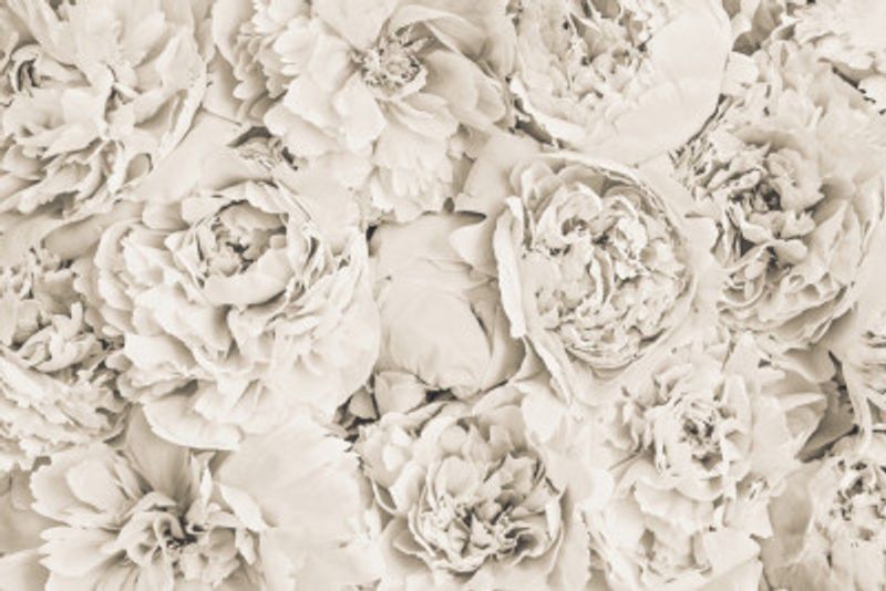 Flowers Peony Beige