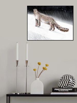 Snow Leopard
