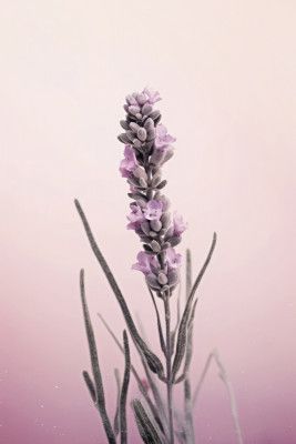 Lavender Dreams