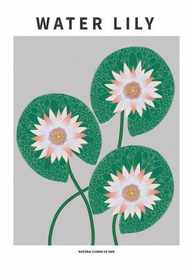 Water Lily - National flower of Iran