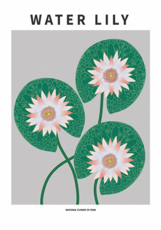 Water Lily - National flower of Iran