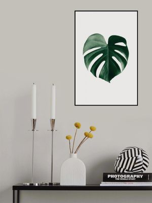 Monstera Natural 24