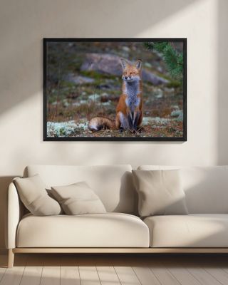 Fox Zen - Algonquin Park