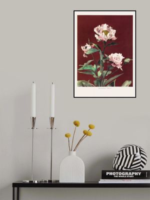 Hærdaceous Peony no2