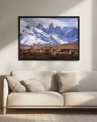 Guanakos in Patagonia