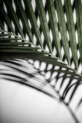 Vibrant Green Palm Leaf
