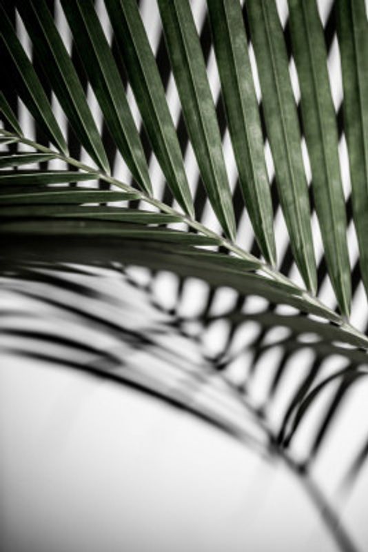 Vibrant Green Palm Leaf