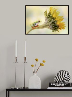 Red Eyed Tree Frog on a Sunflower