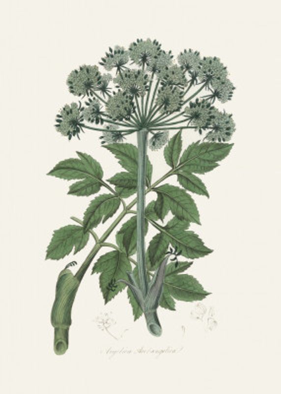 Angel Changelica Medical Botany