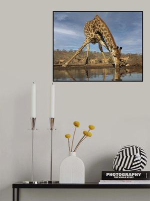 Giraffe Having a Drink