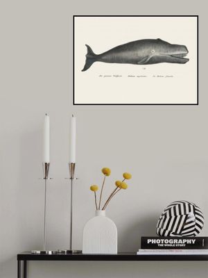 Whale Ii Antique Handcolored Sealife Lithograph 1824