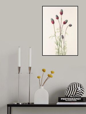 Purple Prairie Clover From North American Wildflowers (1925) By Mary Vaux Walcott