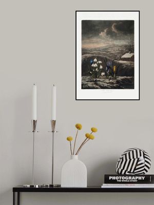 The Snowdrops from The Temple of Flora (1807)