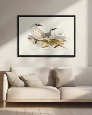 Red Tailed Tropic Bird