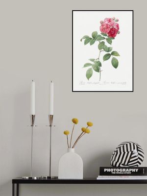 Seven Sisters Roses, Les Roses (1817–1824)