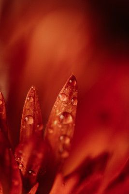 Red Flowers In Soft Focus