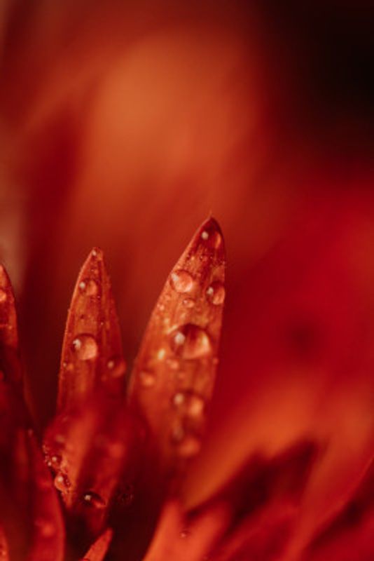 Red Flowers In Soft Focus