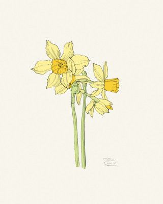 Bunch of Daffodils