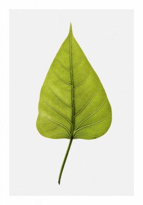 Single Green Leaf With Intricate Vein Patterns