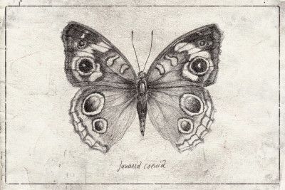 Butterfly Showcases Intricate Wing