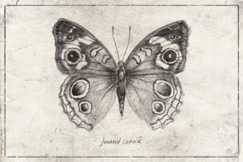 Butterfly Showcases Intricate Wing