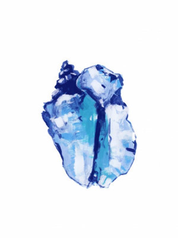 Blue Seashell On White Background No 1