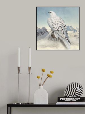 Greenland Falcon - Snowy White