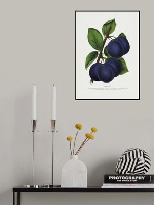 Niagara Plum Lithograph