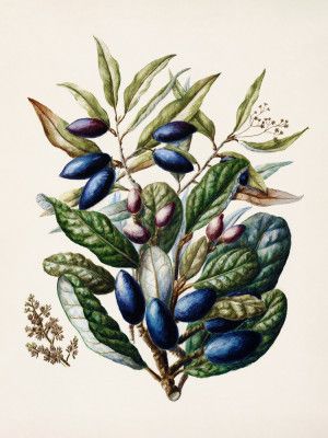 Beilschmiedia Taiaire Tawa Drawn By Sarah Featon (1848–1927)