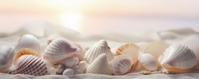 Seashell Serenity