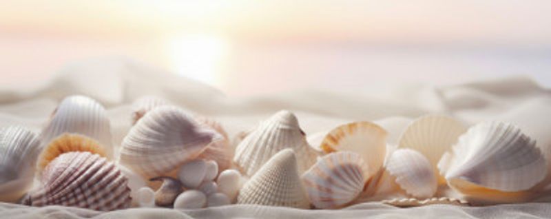 Seashell Serenity