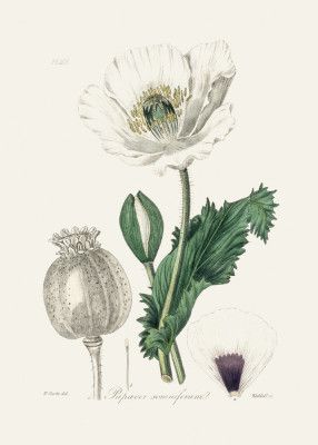 Opium Poppy (papaver Somniferum) Medical Botany