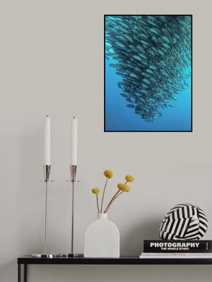 Schooling Jackfishes