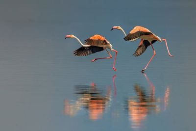 Flamingo landing