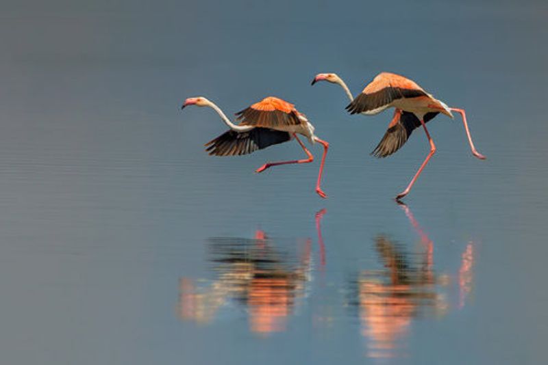 Flamingo landing