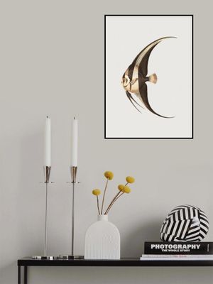 Long Finned Chaetodon