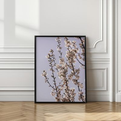 Bright Cherry Blossoms