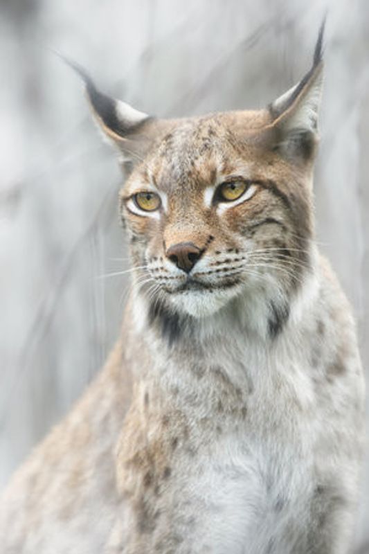 Lynx portrait in the fog