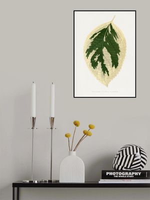 Hydrangea Japonica Variegata Leaf Illustration