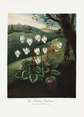The Persian Cyclamen from The Temple of Flora (1807)