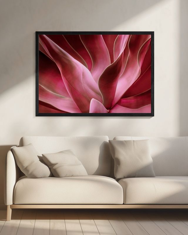 Agave Abstract in Autumn 2023