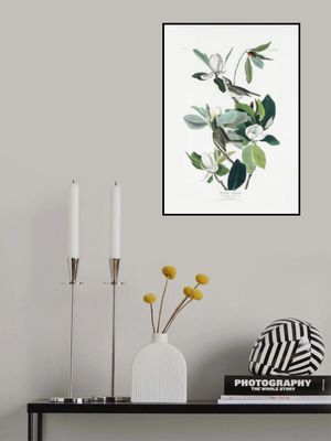 Warbling Flycatcher From Birds of America (1827)