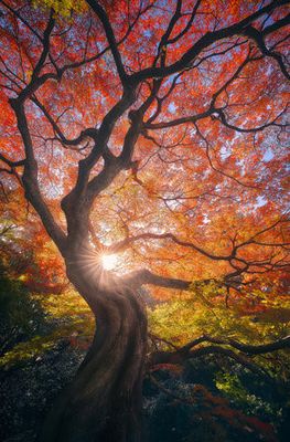 The Japanese Tree