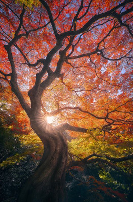 The Japanese Tree