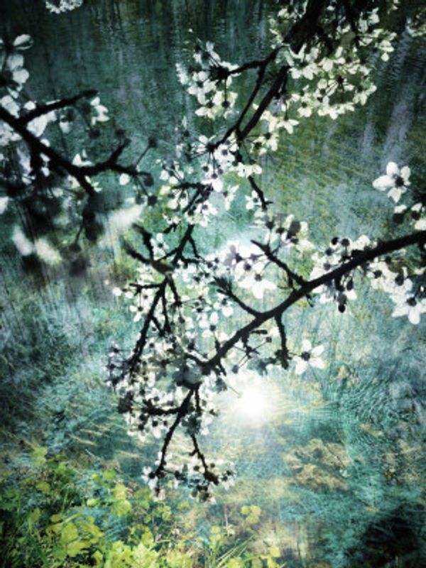 Ethereal Forest Bloom
