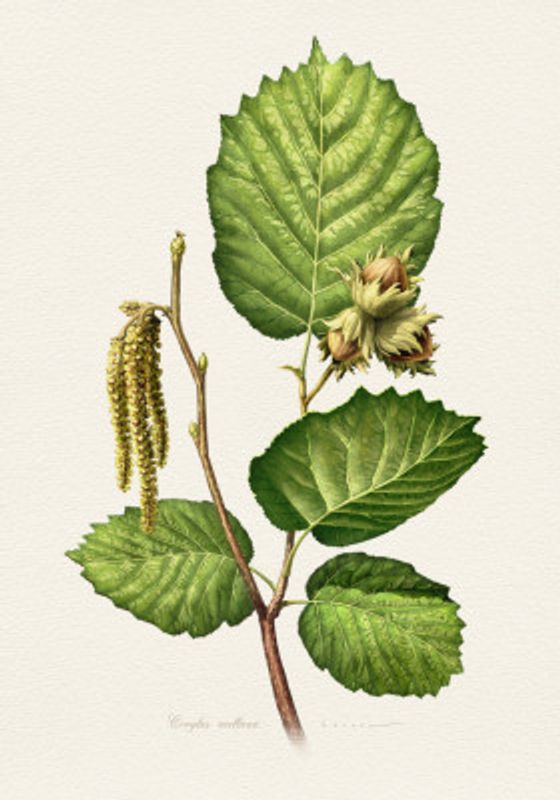 Corylus Avellana