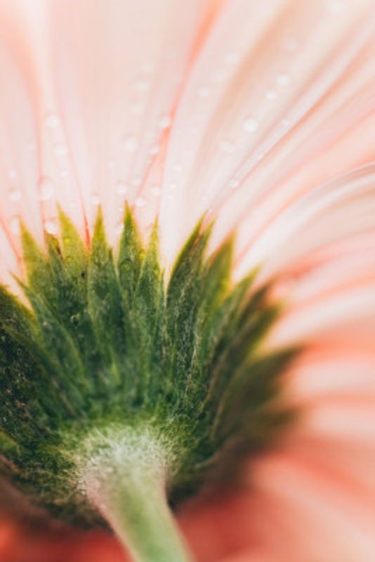 Green Sepals with Dewdrops